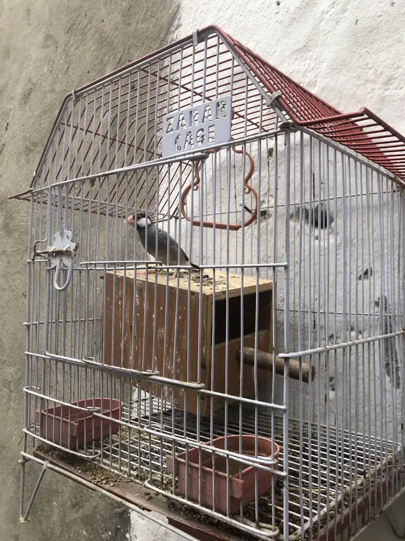 Birds — photo 7