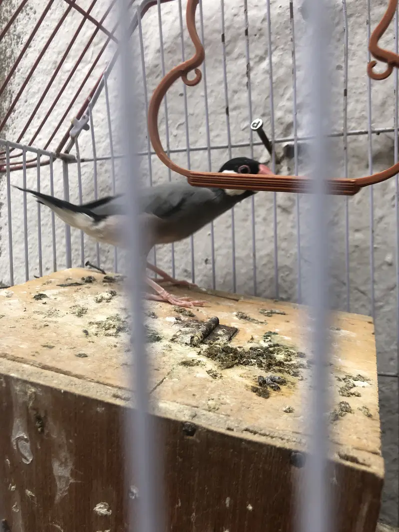 Birds — photo 8