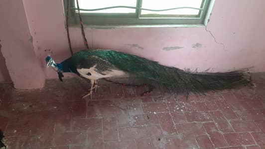 beautiful adult male peacock