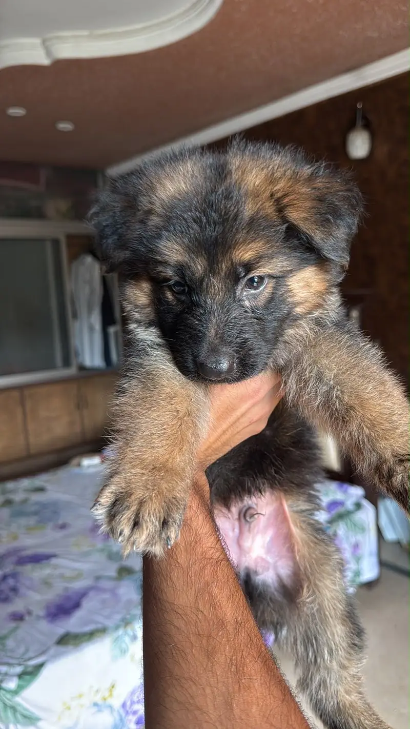 High quality male puppy proper long coat high quality puppy available — photo 2