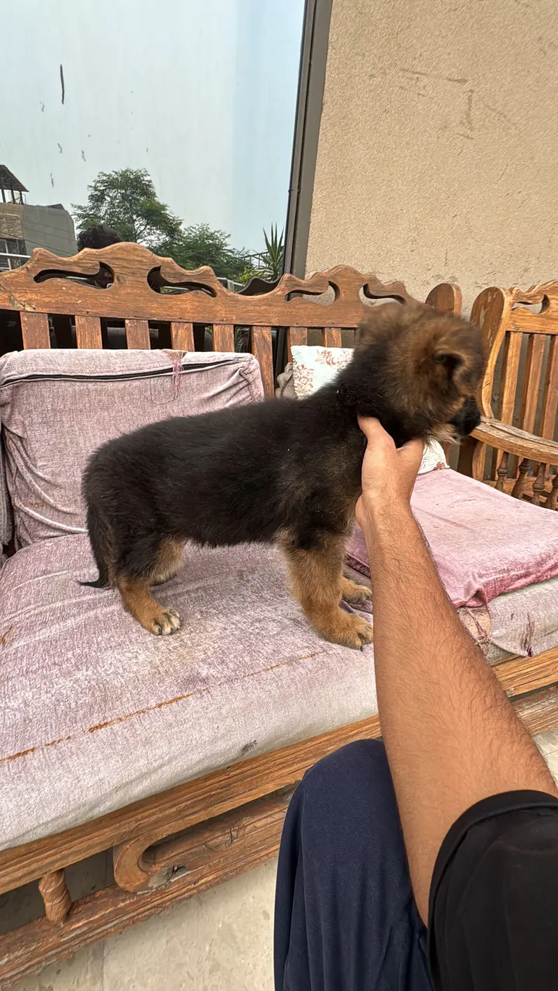 High quality male puppy proper long coat high quality puppy available — photo 3
