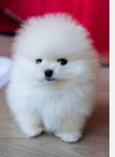 padigree Pomeranian Puppies _Imported puppy | Dog