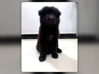 Solid Black Long Coat German Shepherd Female | Pedigree Parents
