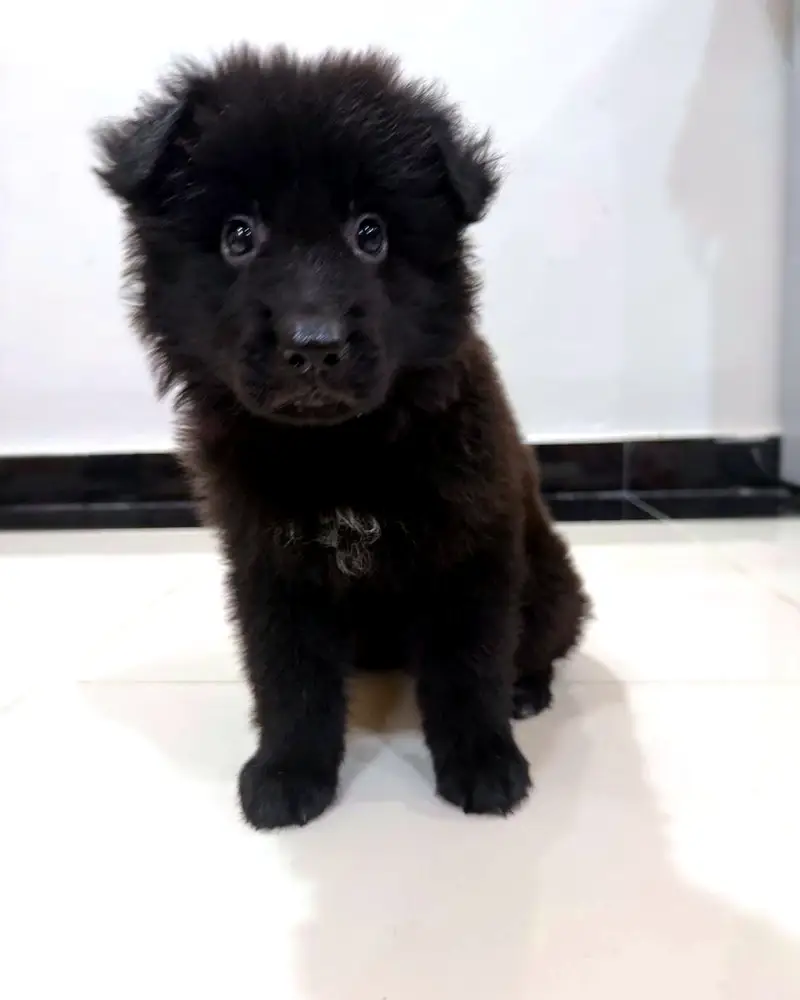 Solid Black Long Coat German Shepherd Female | Pedigree Parents — photo 2