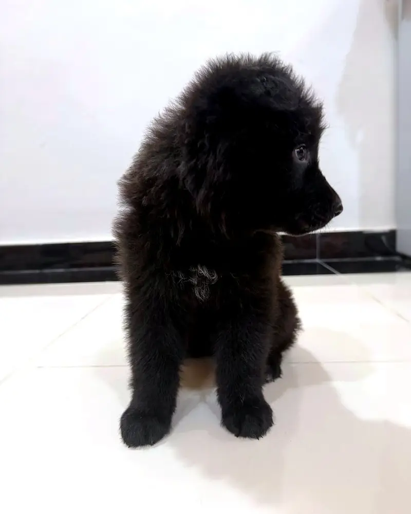 Solid Black Long Coat German Shepherd Female | Pedigree Parents — photo 3