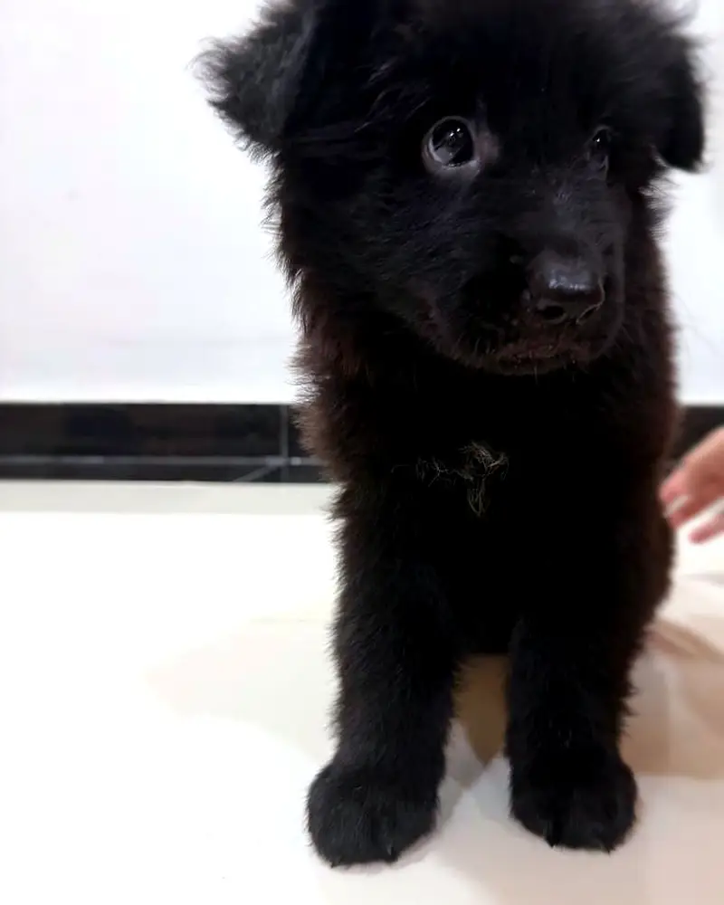 Solid Black Long Coat German Shepherd Female | Pedigree Parents — photo 4