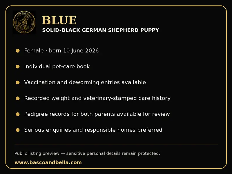 Solid Black Long Coat German Shepherd Female | Pedigree Parents — photo 5