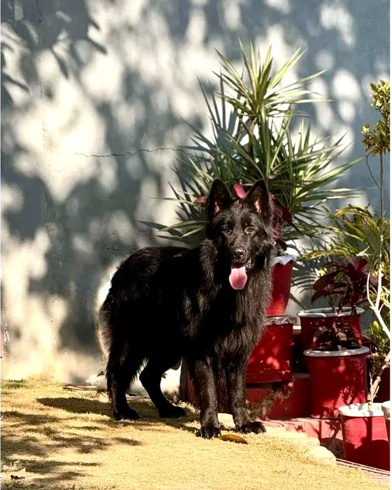 Solid Black Long Coat German Shepherd Female | Pedigree Parents — photo 7