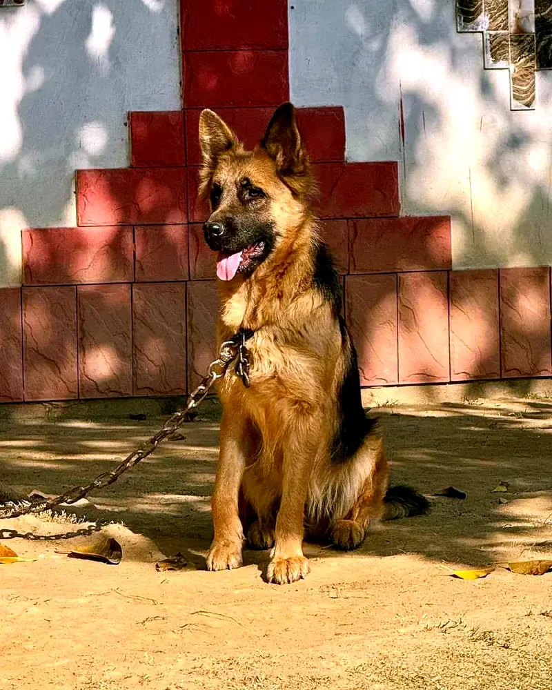 Solid Black Long Coat German Shepherd Female | Pedigree Parents — photo 8