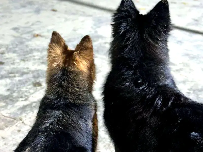 Solid Black Long Coat German Shepherd Female | Pedigree Parents — photo 9