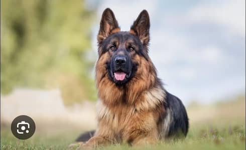 Pure German shepherd
