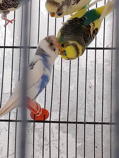 Australian Parrot's