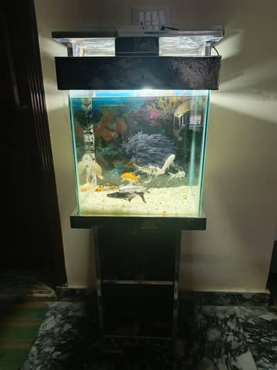 1.5×1×2 ft aquarium excellent condition with 9 fish and 2 turtle