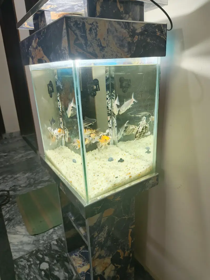 1.5×1×2 ft aquarium excellent condition with 9 fish and 2 turtle — photo 3