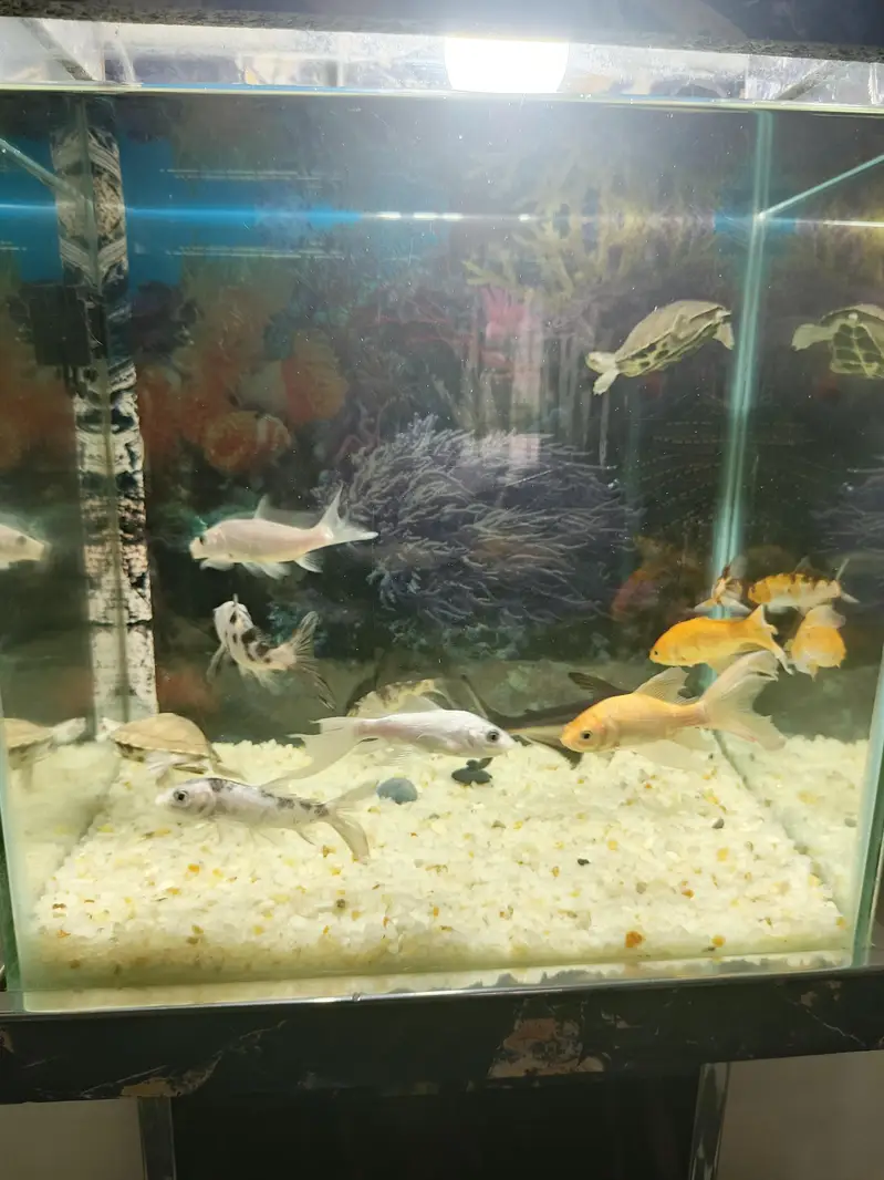 1.5×1×2 ft aquarium excellent condition with 9 fish and 2 turtle — photo 4