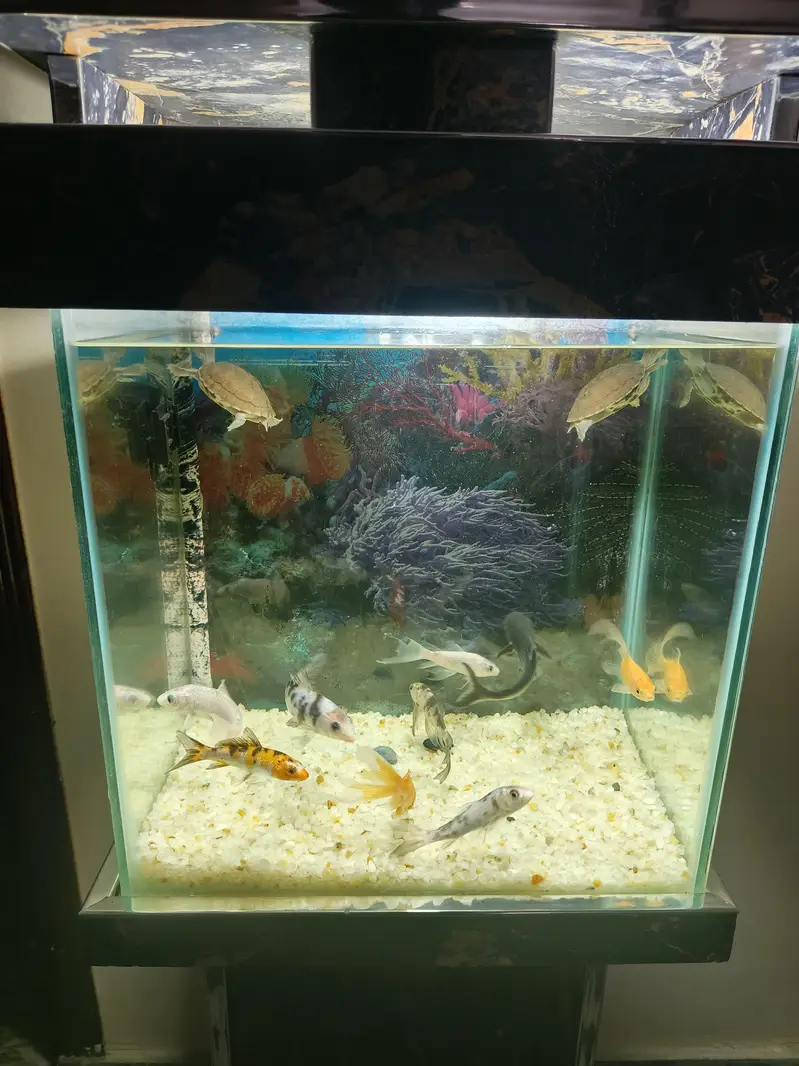 1.5×1×2 ft aquarium excellent condition with 9 fish and 2 turtle — photo 5