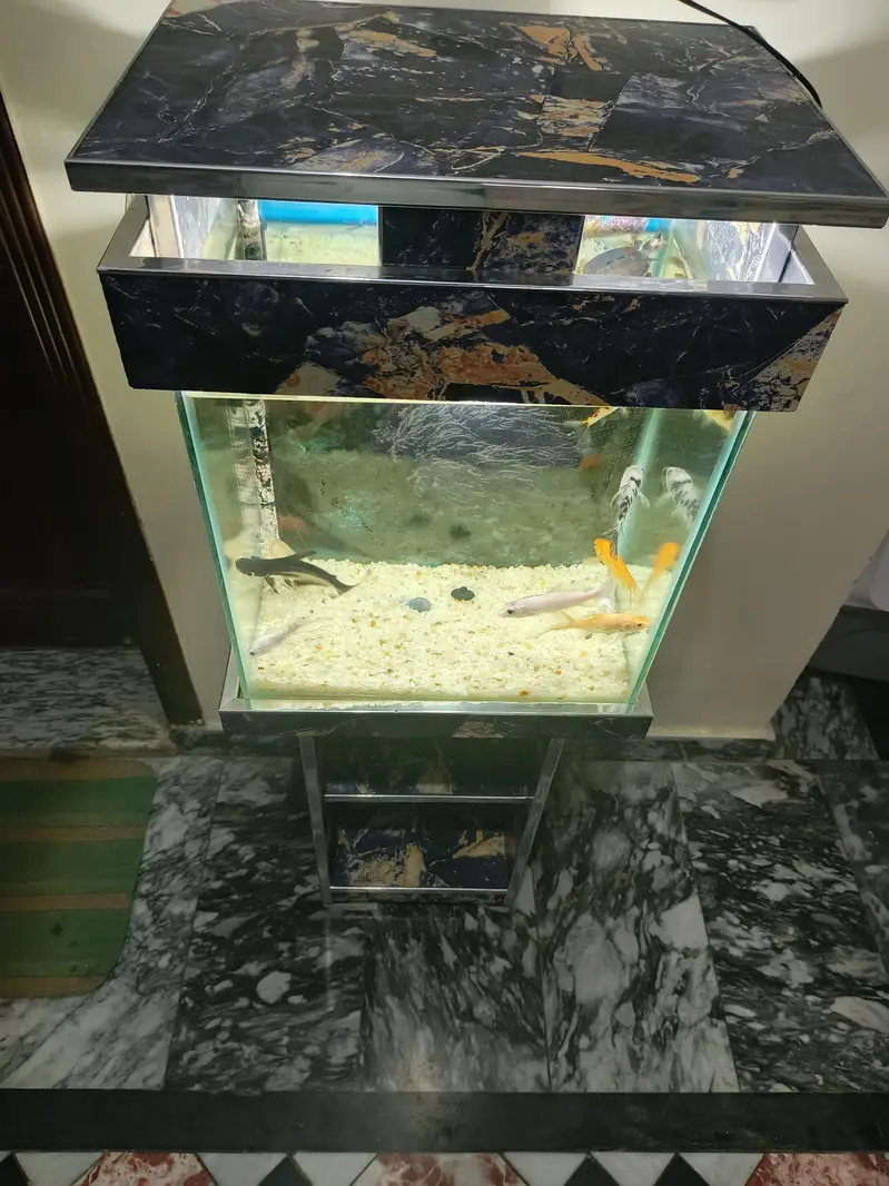 1.5×1×2 ft aquarium excellent condition with 9 fish and 2 turtle — photo 6