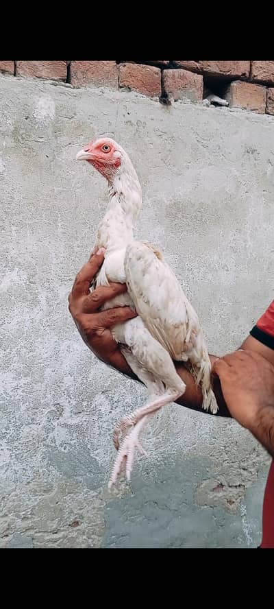 Paper white heera Madi pure aseel