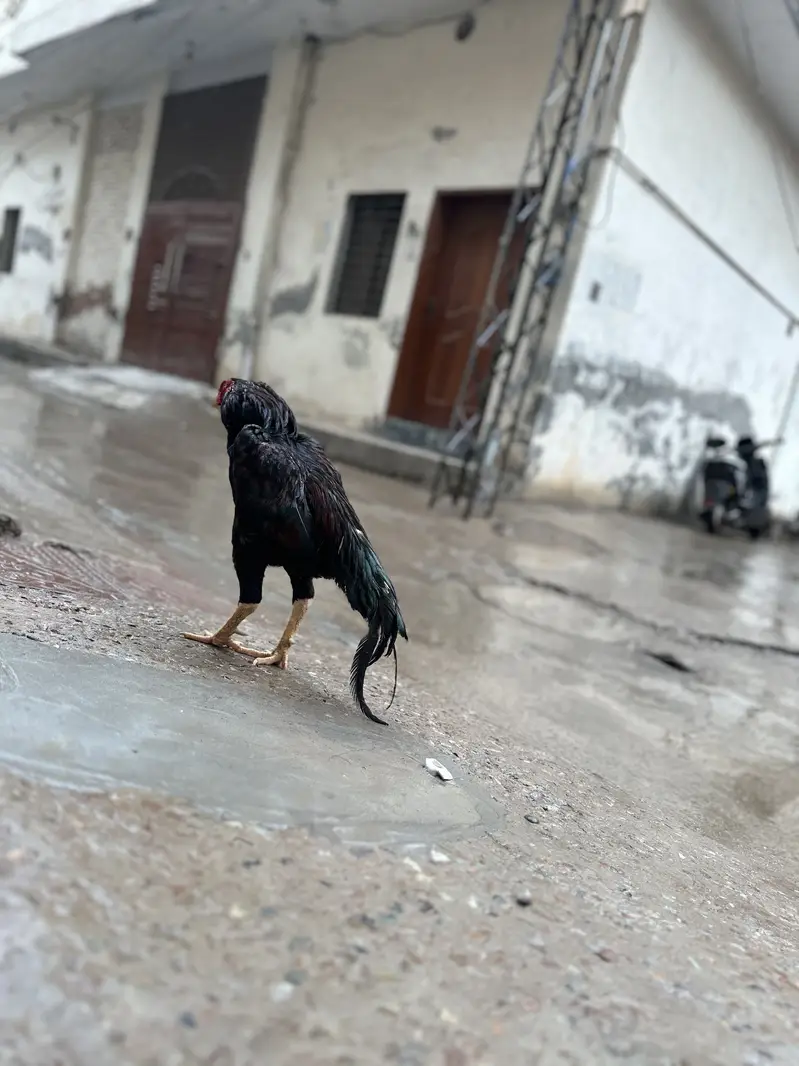 Aseel main wali — photo 3