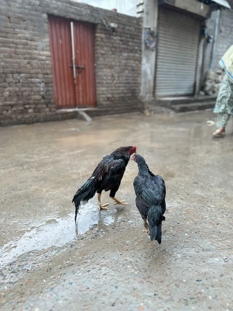 Aseel main wali — photo 5