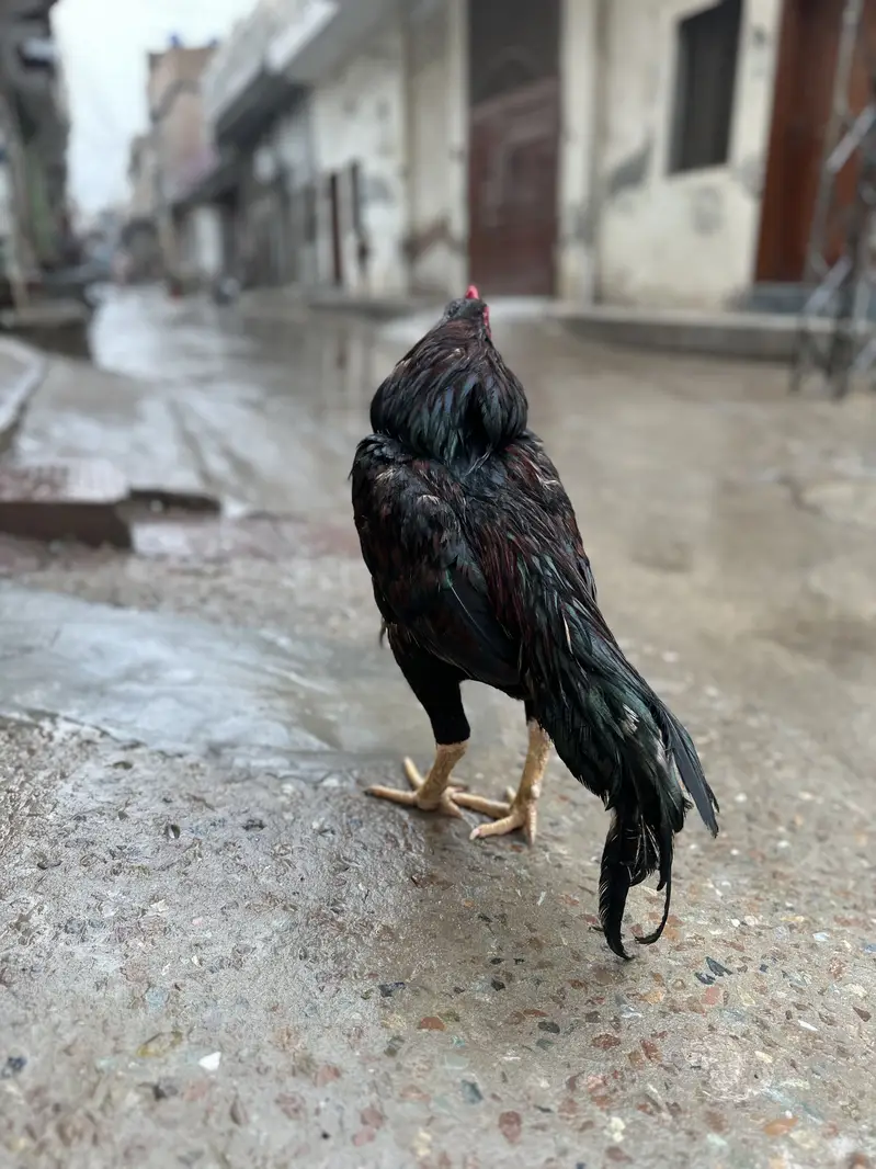 Aseel main wali — photo 6