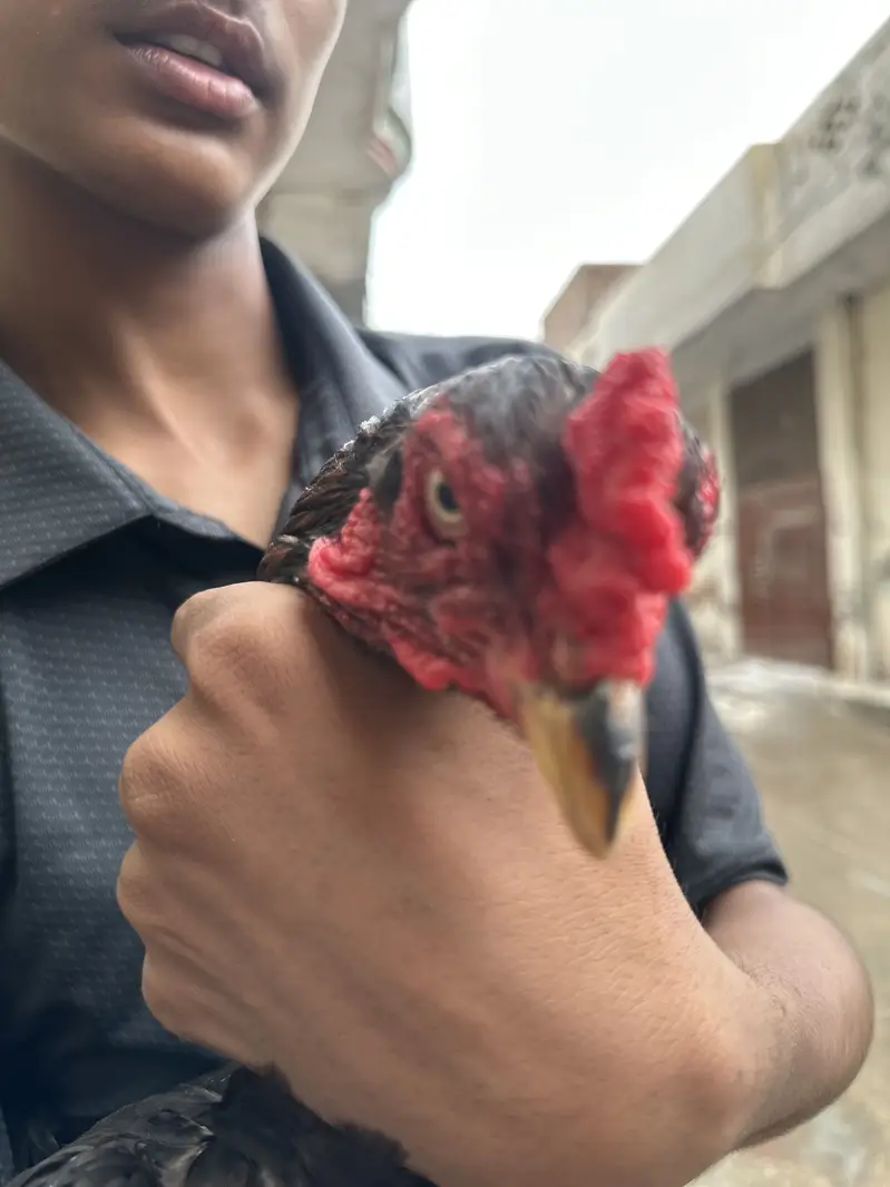 Aseel main wali — photo 7