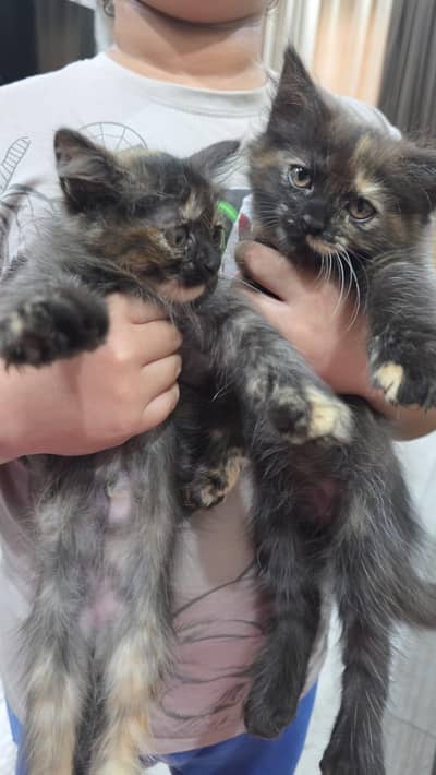 KITTENS PERSIAN PUNCHED FACE