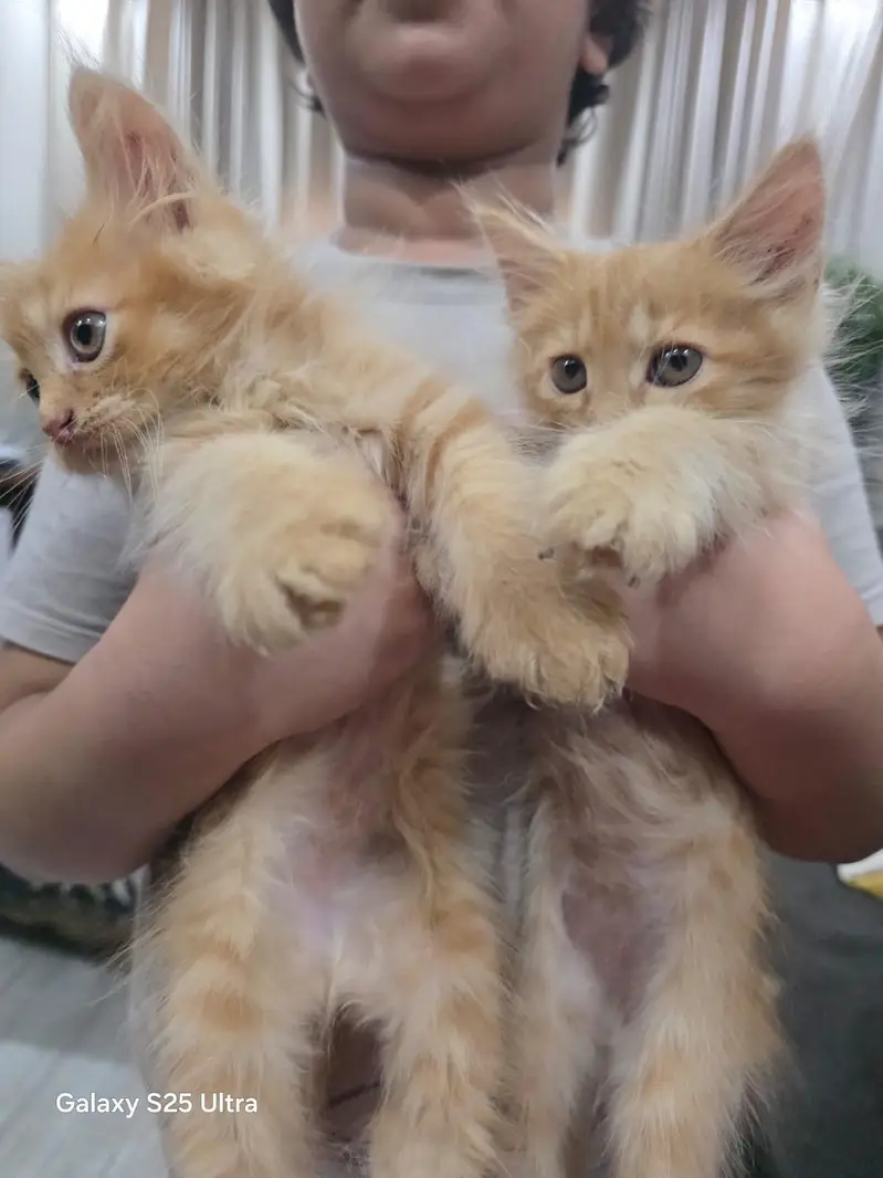 KITTENS PERSIAN PUNCHED FACE — photo 2