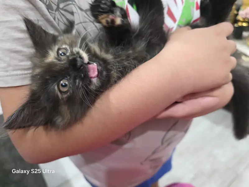 KITTENS PERSIAN PUNCHED FACE — photo 3