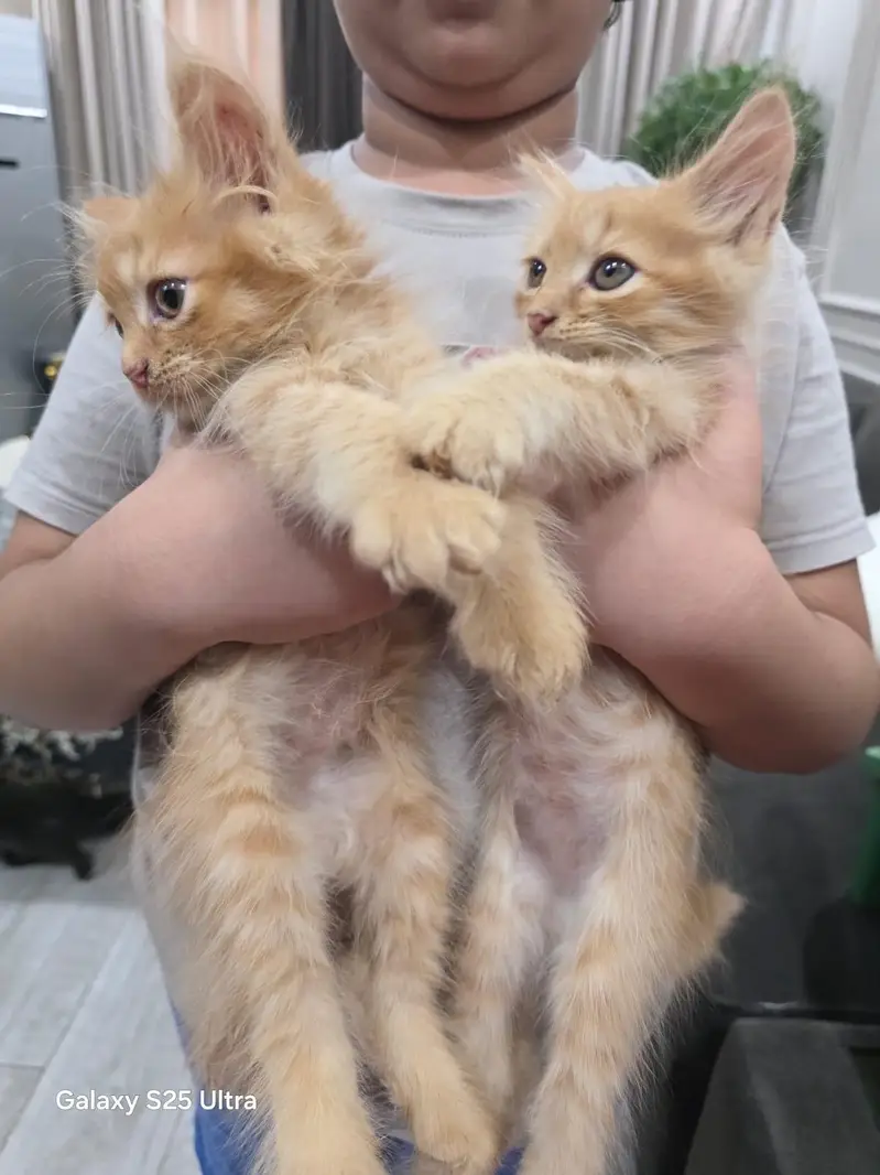 KITTENS PERSIAN PUNCHED FACE — photo 4