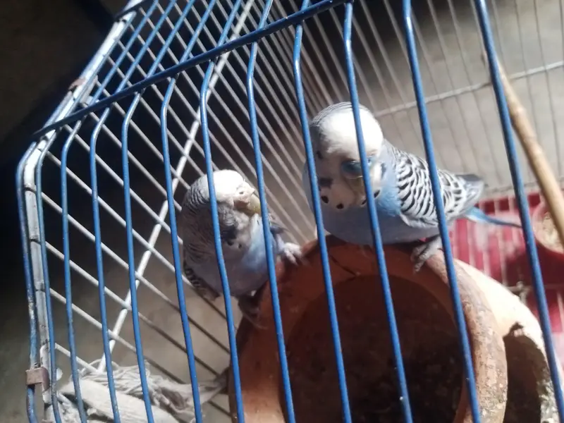 budgies pair — photo 2