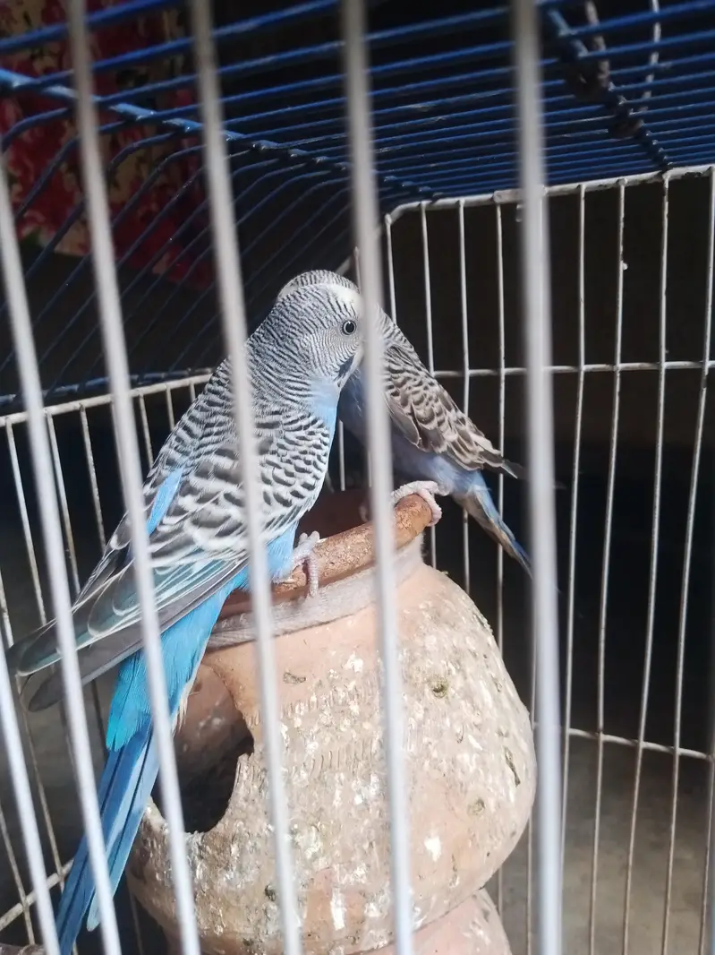 budgies pair — photo 3