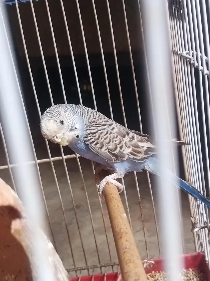 budgies pair — photo 4