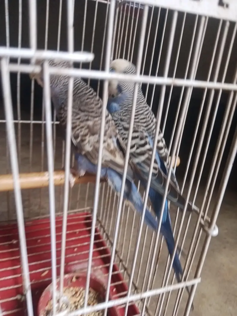 budgies pair — photo 5
