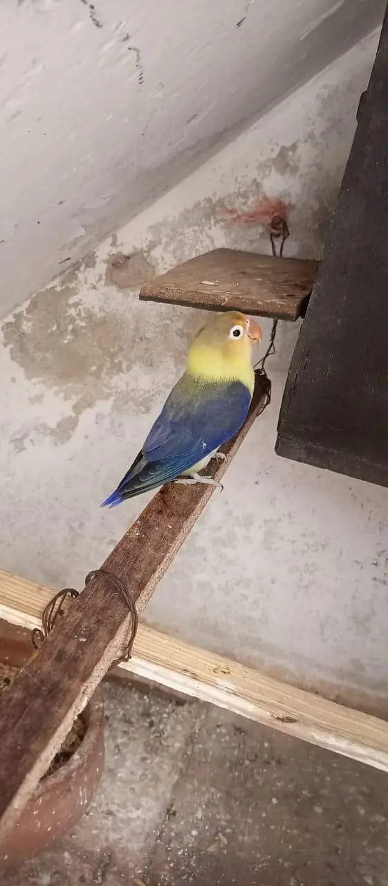 budgies pair — photo 6