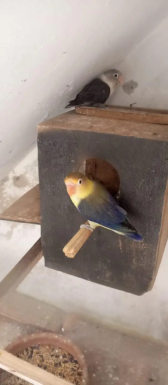 budgies pair — photo 7