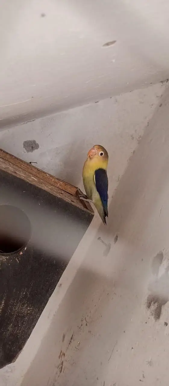 budgies pair — photo 8