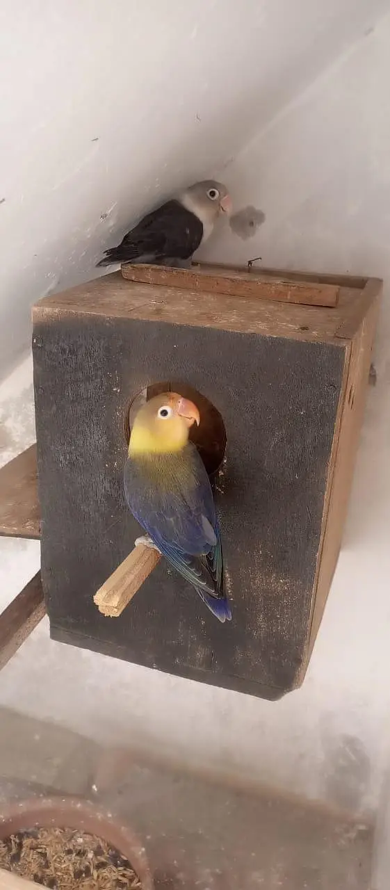 budgies pair — photo 9