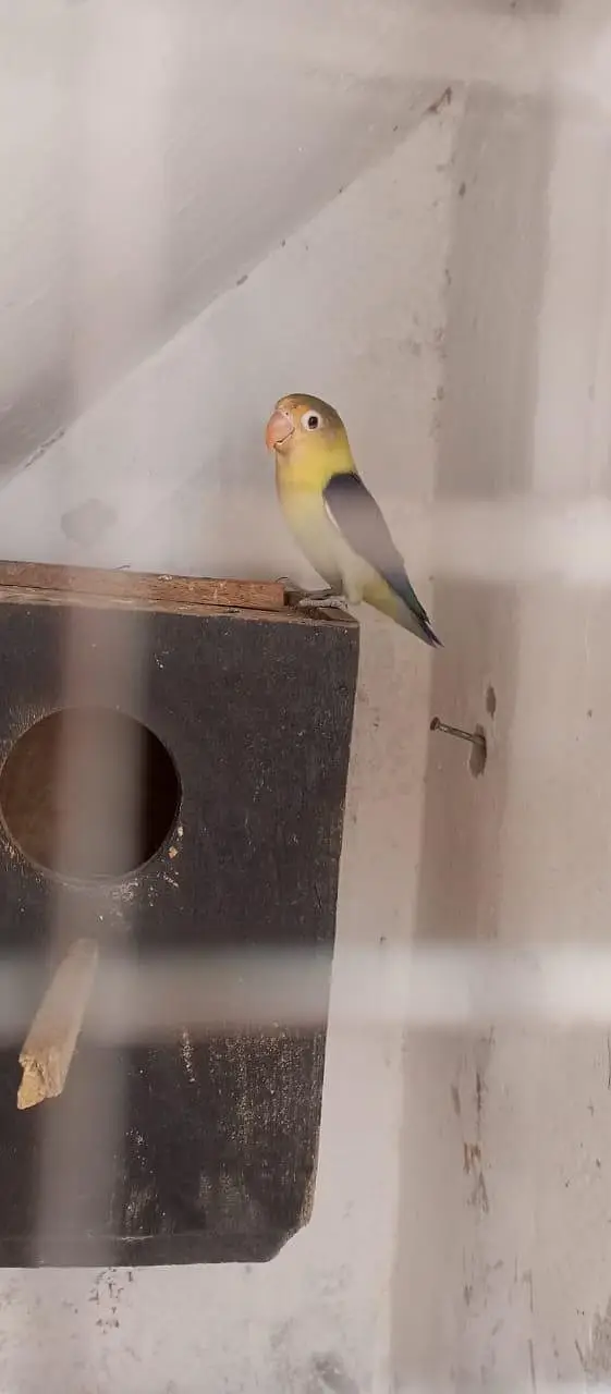 budgies pair — photo 10