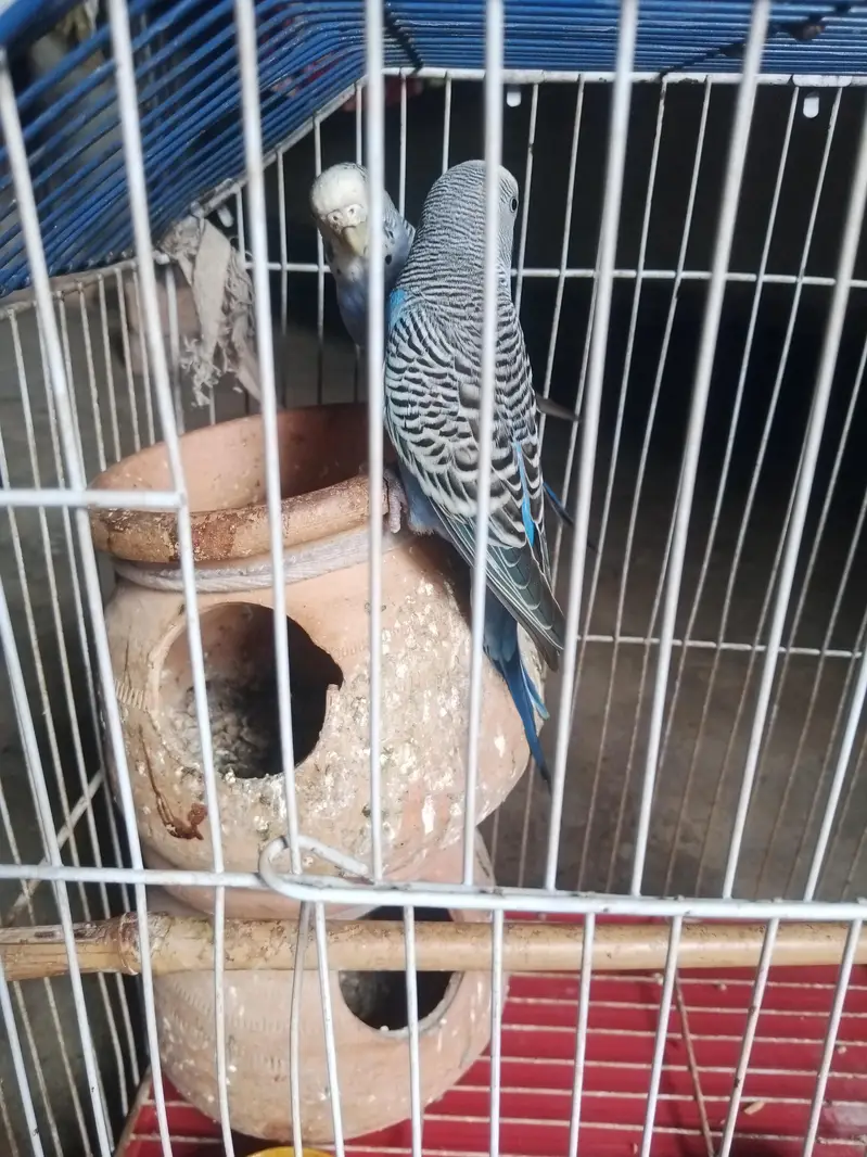 budgies pair — photo 11