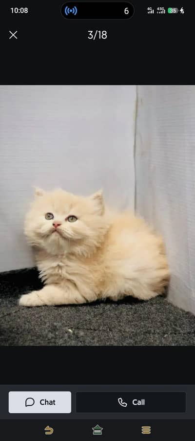 cash on delivery parshion kitten cat male female