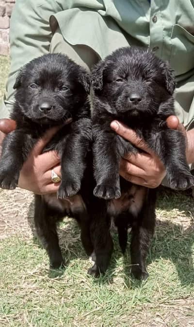 black German Shepherd puppies | long coat puppy | gsd | dog