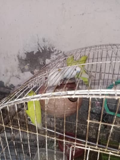 Aoa i am selling my Australian paarrot