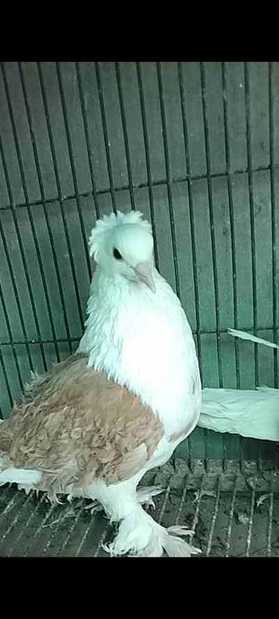yellow saddle frizzled for sale