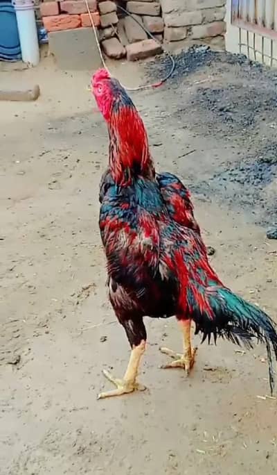 patha for sale location Faisalabad