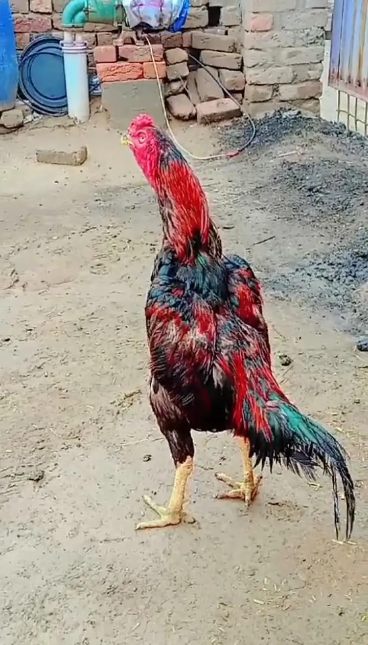 patha for sale location Faisalabad — photo 3