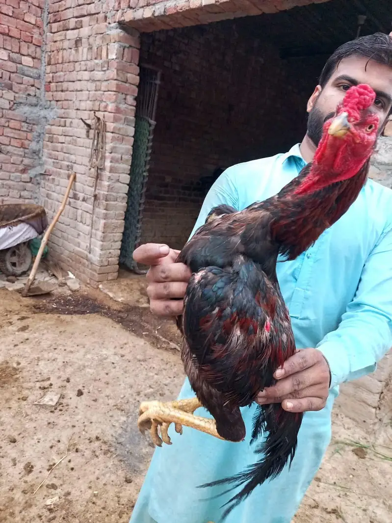 patha for sale location Faisalabad — photo 4