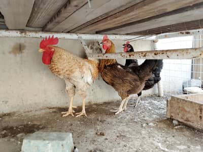 pair of 4 hens