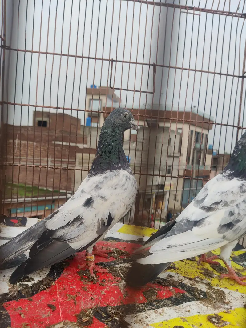 high fly pair — photo 4