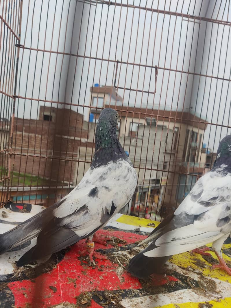 high fly pair 4